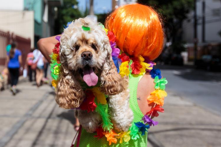 Blocos do carnaval de BH 