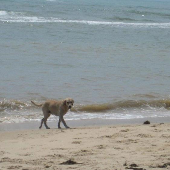 Cães nas praias de Porto Seguro 